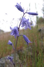 Fotografia da espécie Hyacinthoides hispanica