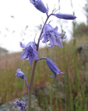 Fotografia 3 da espécie Hyacinthoides hispanica no Jardim Botânico UTAD