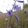 Fotografia 3 da espécie Hyacinthoides hispanica do Jardim Botânico UTAD