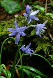 Fotografia da espécie Hyacinthoides paivae