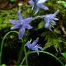 Fotografia 1 da espécie Hyacinthoides paivae do Jardim Botânico UTAD