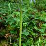 Fotografia 5 da espécie Hyacinthoides paivae do Jardim Botânico UTAD