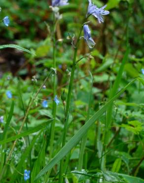 Fotografia 6 da espécie Hyacinthoides paivae no Jardim Botânico UTAD