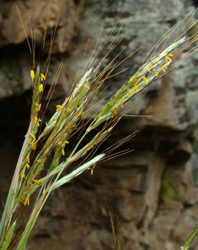 Fotografia de capa Hyparrhenia hirta subesp. pubescens - do Jardim Botânico