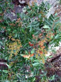 Fotografia da espécie Pistacia terebinthus