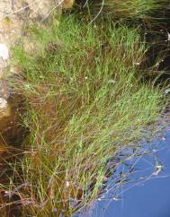 Isolepis fluitans