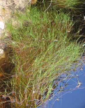 Fotografia 1 da espécie Isolepis fluitans no Jardim Botânico UTAD