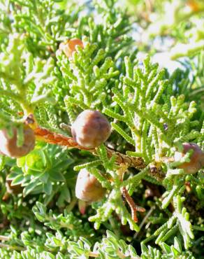 Fotografia 6 da espécie Juniperus phoenicea no Jardim Botânico UTAD