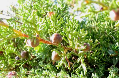 Fotografia da espécie Juniperus phoenicea