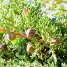 Fotografia 6 da espécie Juniperus phoenicea do Jardim Botânico UTAD