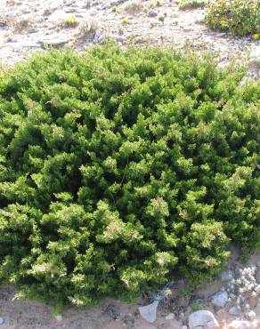 Fotografia 7 da espécie Juniperus phoenicea no Jardim Botânico UTAD