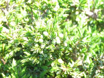 Fotografia da espécie Juniperus communis subesp. alpina