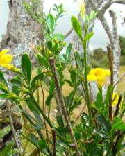 Fotografia da espécie Chrysojasminum fruticans