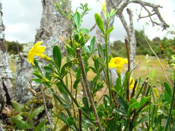 Fotografia da espécie Chrysojasminum fruticans