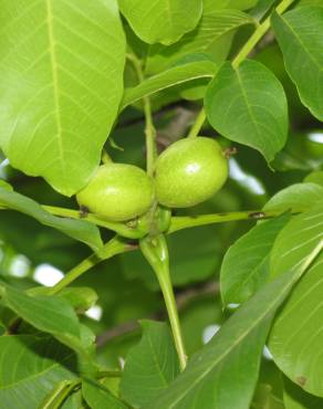 Fotografia 4 da espécie Juglans regia no Jardim Botânico UTAD