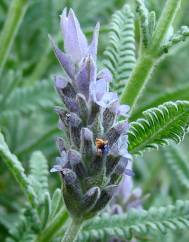 Lavandula dentata