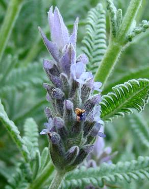 Fotografia 1 da espécie Lavandula dentata no Jardim Botânico UTAD