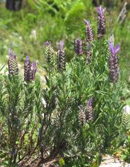 Lavandula stoechas subesp. stoechas