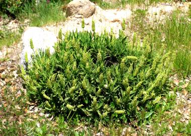 Fotografia da espécie Lavandula viridis