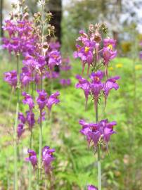 Fotografia da espécie Linaria triornithophora