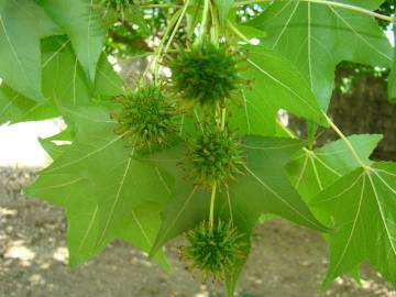 Fotografia da espécie Liquidambar styraciflua