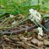 Fotografia 5 da espécie Teesdalia nudicaulis do Jardim Botânico UTAD