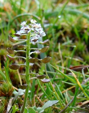 Fotografia 7 da espécie Teesdalia nudicaulis no Jardim Botânico UTAD