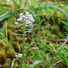 Fotografia 7 da espécie Teesdalia nudicaulis do Jardim Botânico UTAD