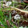 Fotografia 8 da espécie Teesdalia nudicaulis do Jardim Botânico UTAD