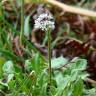 Fotografia 9 da espécie Teesdalia nudicaulis do Jardim Botânico UTAD