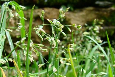 Fotografia da espécie Poa annua