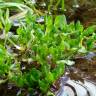 Fotografia 1 da espécie Montia fontana do Jardim Botânico UTAD