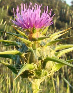 Fotografia 4 da espécie Silybum marianum no Jardim Botânico UTAD