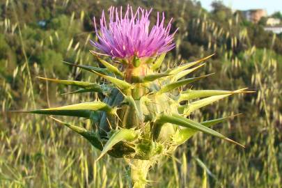 Fotografia da espécie Silybum marianum