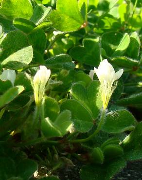 Fotografia 4 da espécie Trifolium subterraneum subesp. subterraneum var. subterraneum no Jardim Botânico UTAD