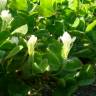 Fotografia 4 da espécie Trifolium subterraneum subesp. subterraneum var. subterraneum do Jardim Botânico UTAD