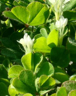 Fotografia 5 da espécie Trifolium subterraneum subesp. subterraneum var. subterraneum no Jardim Botânico UTAD