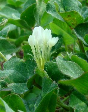 Fotografia 7 da espécie Trifolium subterraneum subesp. subterraneum var. subterraneum no Jardim Botânico UTAD