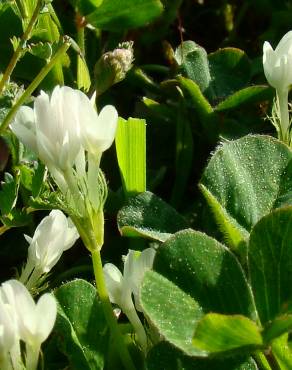 Fotografia 8 da espécie Trifolium subterraneum subesp. subterraneum var. subterraneum no Jardim Botânico UTAD