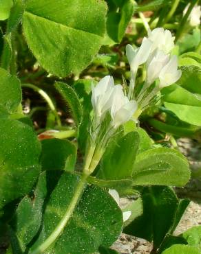 Fotografia 9 da espécie Trifolium subterraneum subesp. subterraneum var. subterraneum no Jardim Botânico UTAD