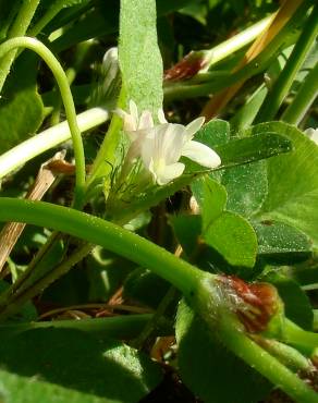Fotografia 10 da espécie Trifolium subterraneum subesp. subterraneum var. subterraneum no Jardim Botânico UTAD