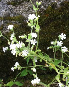 Fotografia 3 da espécie Silene marizii no Jardim Botânico UTAD