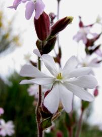 Fotografia da espécie Silene marizii