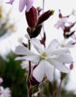 Fotografia 4 da espécie Silene marizii no Jardim Botânico UTAD