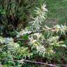 Fotografia 2 da espécie Salix atrocinerea do Jardim Botânico UTAD