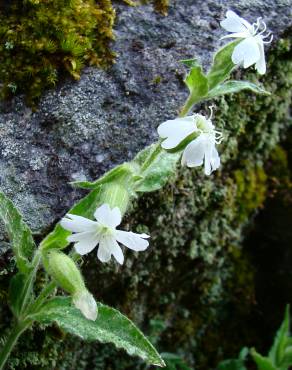 Fotografia 5 da espécie Silene marizii no Jardim Botânico UTAD