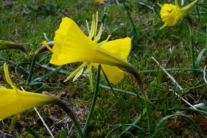 Fotografia da espécie Narcissus bulbocodium