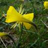 Fotografia 6 da espécie Narcissus bulbocodium do Jardim Botânico UTAD