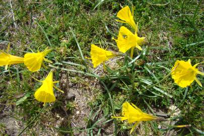 Fotografia da espécie Narcissus bulbocodium