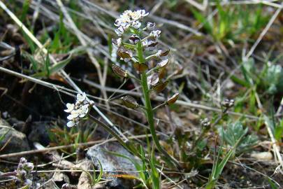 Fotografia da espécie Teesdalia coronopifolia